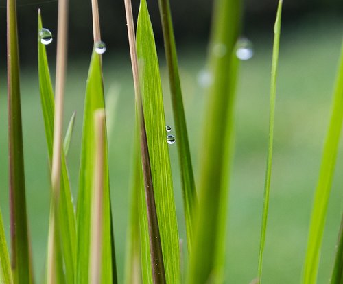 grasses  plant  drop of water