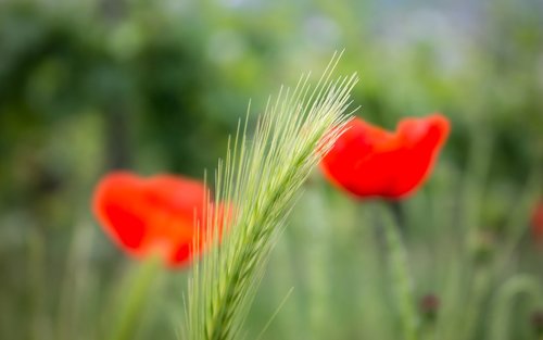 grasses  poppy  grass