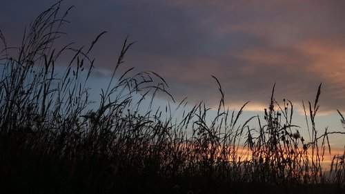 grasses  silhouette  twilight