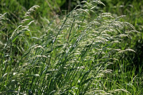 grasses  sun  lichtspiel