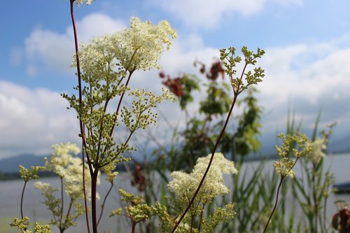 grasses  flowers  nature