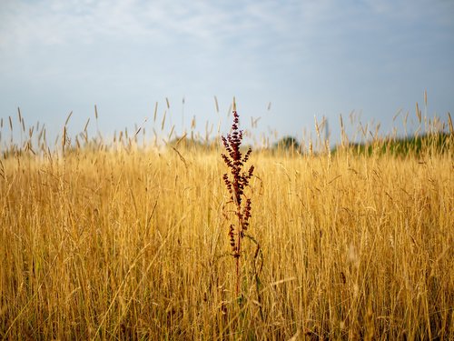 grasses  dry grasses  field