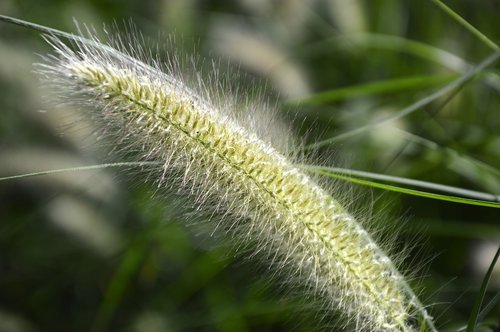 grasses  plant  summer