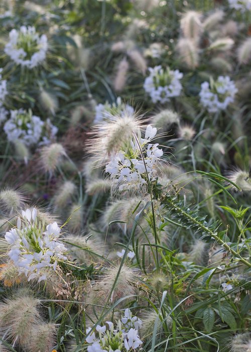 grasses  spider flower  blossom