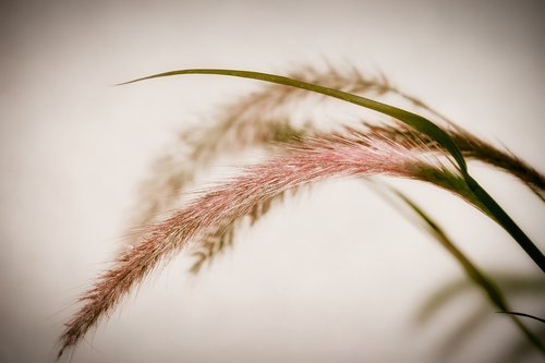 grasses  background  macro