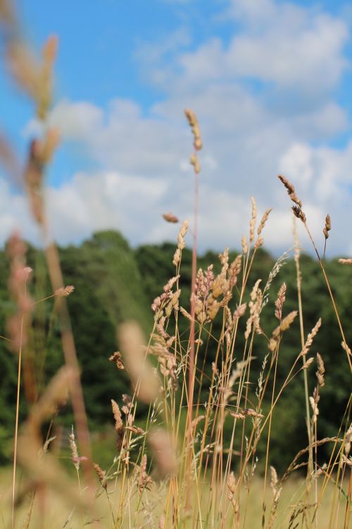 grasses nature sky