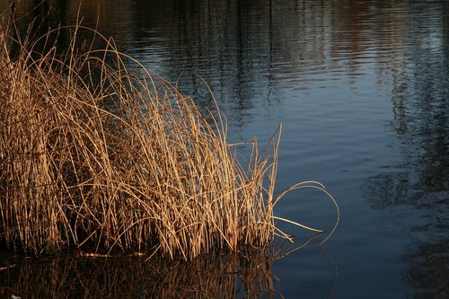 grasses  pond  water
