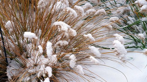 grasses  snow  grass