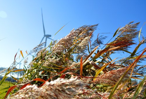 grasses  windmill  blue sky