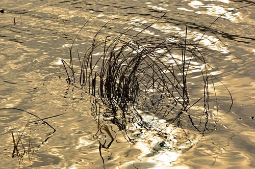 grasses  river  reflection