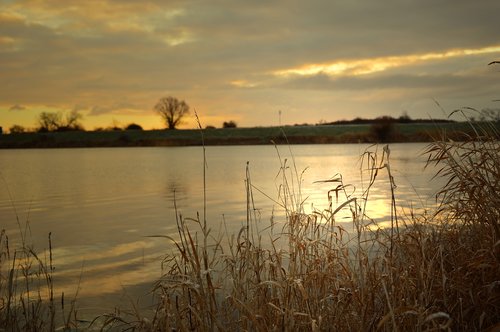 grasses  river landscape  landscape