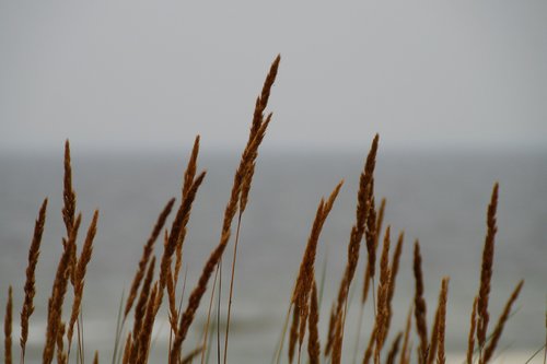 grasses  wind  nature