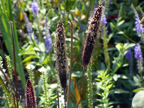 grasses nature garden