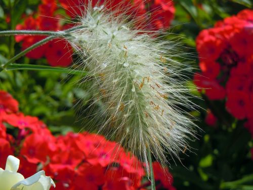 grasses hairy green