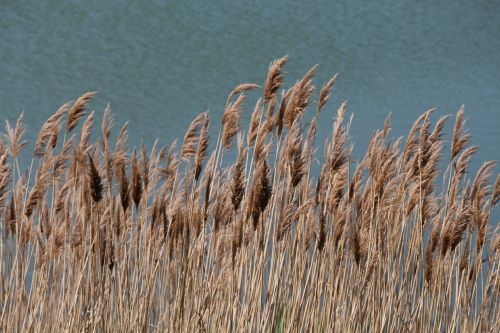 grasses nature environment