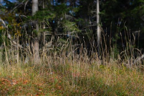 grasses forest meadow