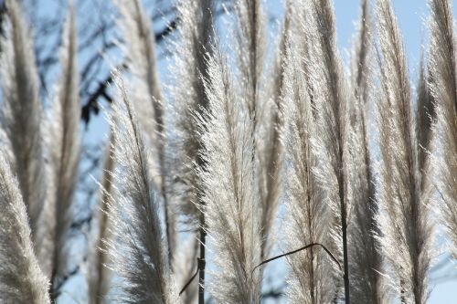 grasses charcoal nature