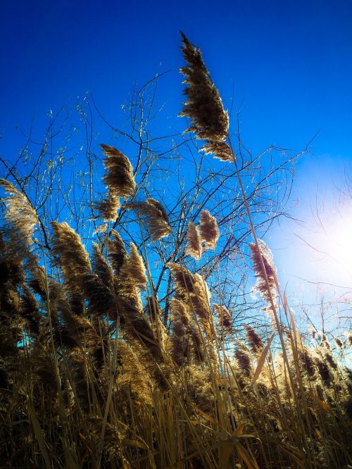 grasses spikes sunset