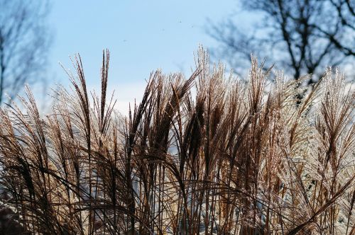 grasses reed plant
