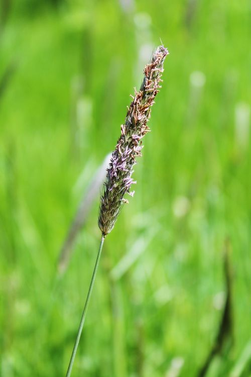 grasses grass nature