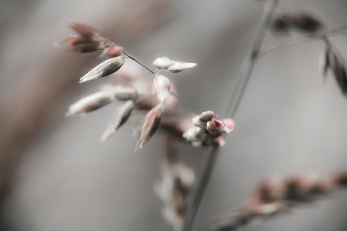 grasses grass wild grass