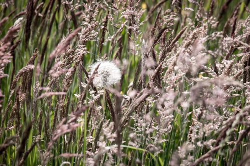 grasses dandelion grass