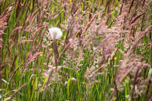 grasses dandelion grass