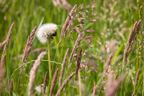 grasses dandelion grass