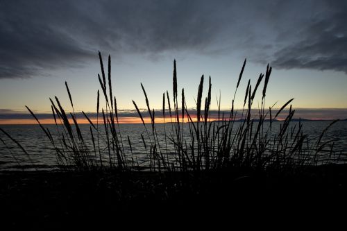 grasses sunset arctic