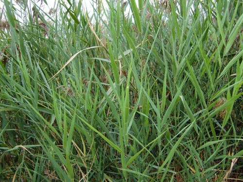 grasses nature blade of grass