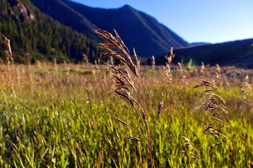grasses in madison canyon  grass  seed