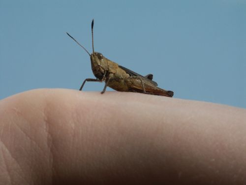 grasshopper animal nature