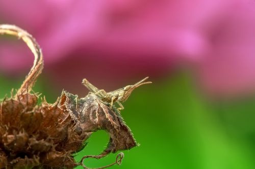 grasshopper insect macro