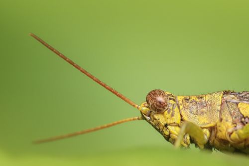 grasshopper insect macro
