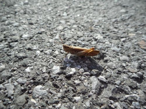 grasshopper insect close