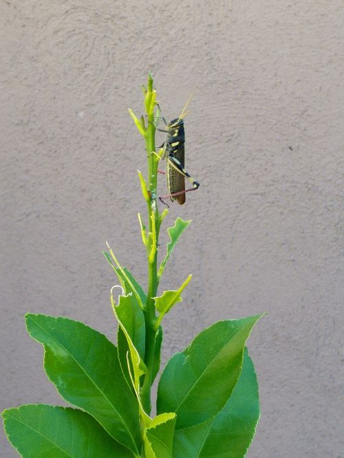 grasshopper leaves chew