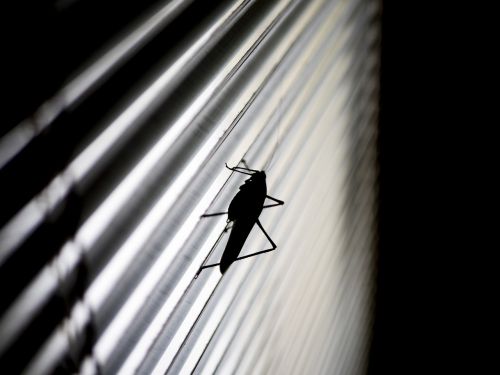 grasshopper silhouette blinds