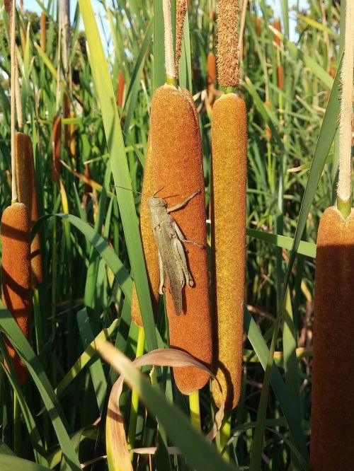 grasshopper locust reed