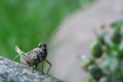 grasshopper stone on stone