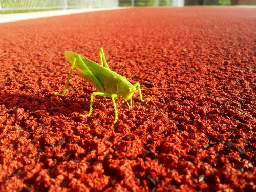 grasshopper sports ground contrast