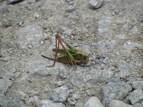 grasshopper insect locust