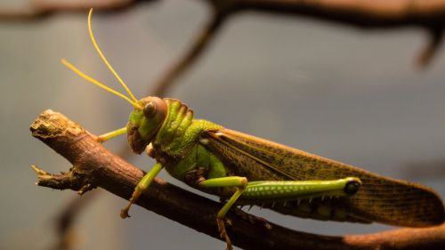 grasshopper insect antennae