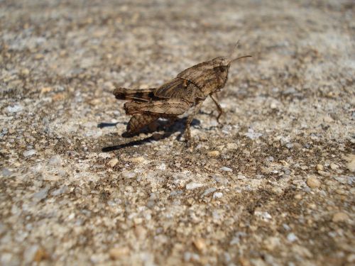 grasshopper butterfly insect