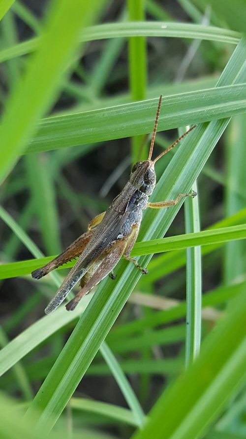 grasshopper slant faced grasshopper hopper