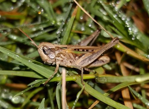 grasshopper slant faced grasshopper hopper