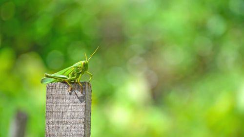 grasshopper animal insects