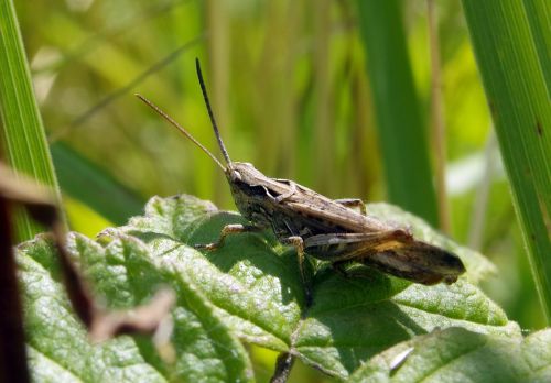 grasshopper cricket konik