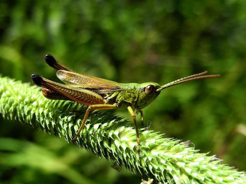 grasshopper in the grass macro