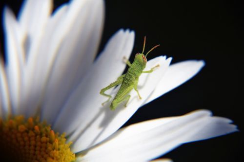 grasshopper cavallettina grasshopper on daisy
