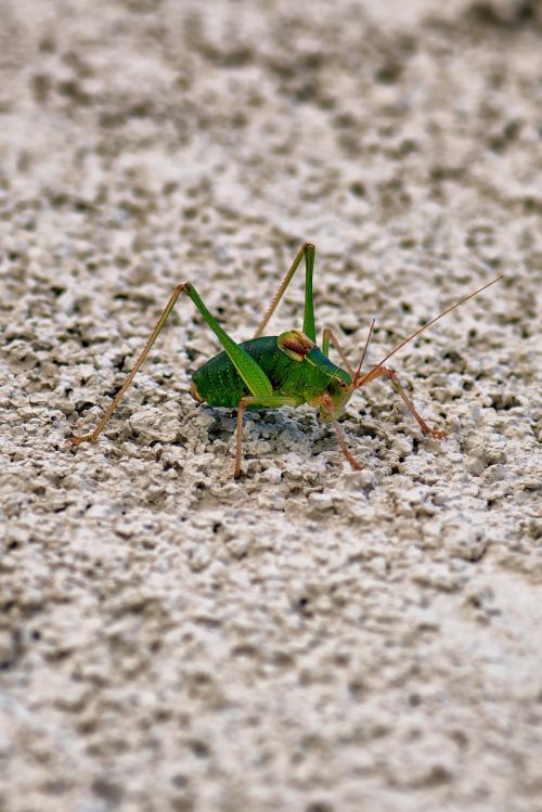 grasshopper barbitistes insect